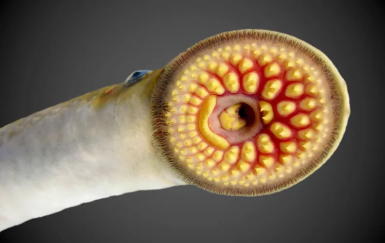Researchers explore new ways to deter sea lamprey